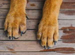 犬と猫の足跡の違いは何ですか？ 