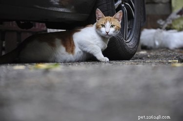 Jak se zbavit divokých koček pod domem