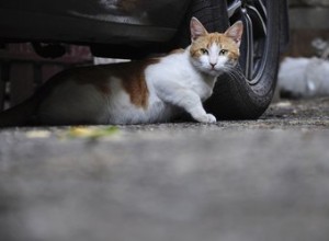 Как избавиться от диких кошек под домом