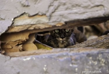 Как избавиться от диких кошек под домом