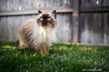 Аллергия на гималайских кошек