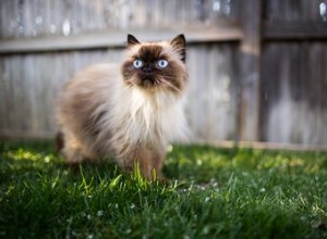 Allergies aux chats himalayens