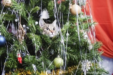 Hoe u uw kat uit de buurt van de kerstboom kunt houden
