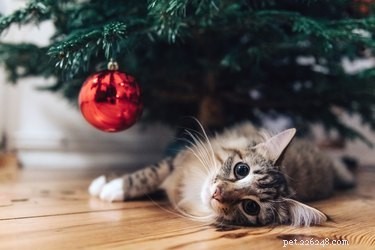 あなたの猫をクリスマスツリーから遠ざける方法 