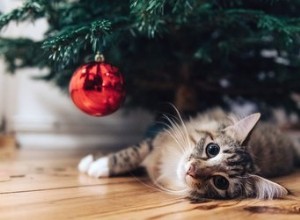 あなたの猫をクリスマスツリーから遠ざける方法 