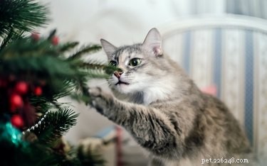 크리스마스 트리에서 고양이를 멀리하는 방법