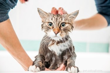 Een kat wassen met Dawn afwasmiddel