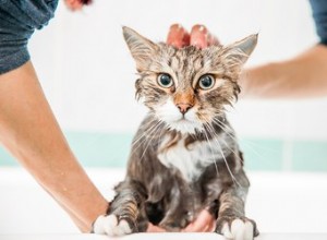 Hur man tvättar en katt med Dawn-diskmedel