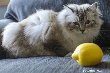 Jak používat citronový sprej k hubení blech na kočkách