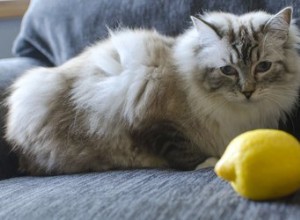 레몬 스프레이를 사용하여 고양이의 벼룩을 죽이는 방법