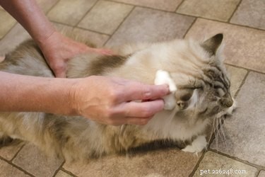 Hoe gebruik je citroenspray om vlooien op katten te doden