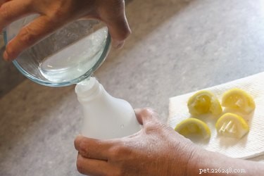 Come usare lo spray al limone per uccidere le pulci sui gatti