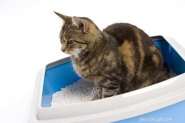 Домашние средства для дезодорации кошачьего туалета