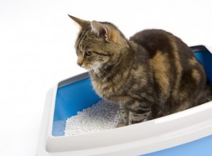 猫のトイレを脱臭するための家庭薬 