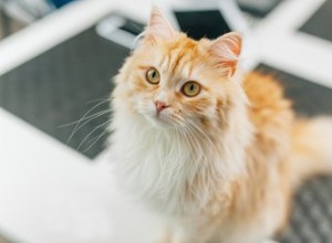 猫の毛皮の静電気を取り除く方法 