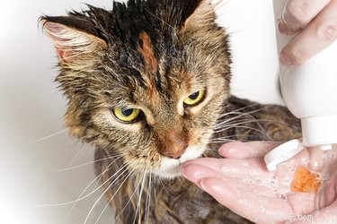 Een erg zieke kat wassen