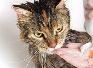 非常に病気の猫を洗う方法 