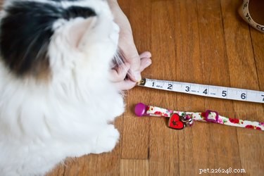 Hoe maak je een zachte Elizabethaanse halsband voor katten