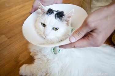 Comment fabriquer un collier élisabéthain doux pour chat