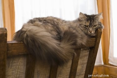 Домашние средства от выпадения шерсти у кошек