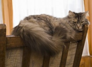 Домашние средства от выпадения шерсти у кошек