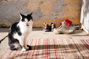 Hur man tar bort katturin från skor