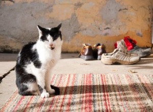 Hoe verwijder je kattenurine uit schoenen