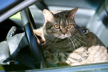 Zelfgemaakte kattenverjager voor auto s