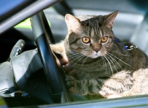 Domácí repelent pro kočky do auta