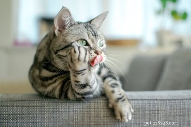 I peli di gatto sono dannosi?