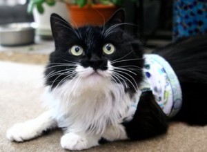 Imbracatura per gatti fatta in casa