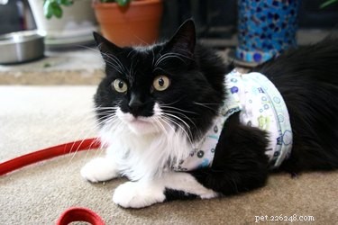 Самодельная шлейка для кошек