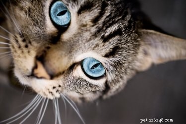 Как сделать самодельный спрей для удаления запаха кошек 