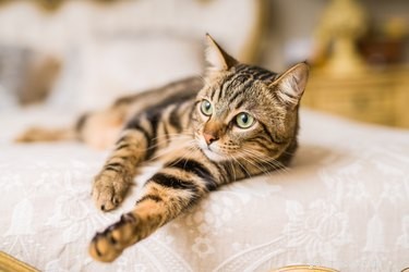 Jak vyrobit domácí odstraňovač zápachu ve spreji pro kočky