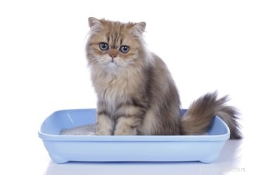 Hoe gebruik je Oil-Dri voor kattenbakvulling