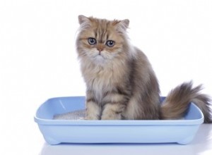 猫のトイレにオイルドライを使用する方法 
