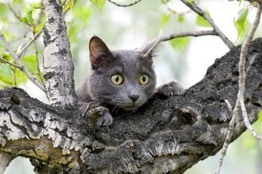 Hur får man en katt från trädet eller taket