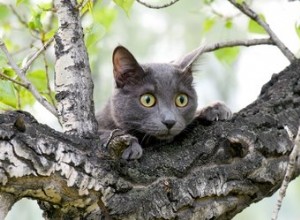 猫を木や屋根から降ろす方法 