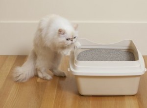 Как сделать самодельный наполнитель для кошачьего туалета