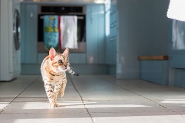Come eliminare l odore di spray per gatti