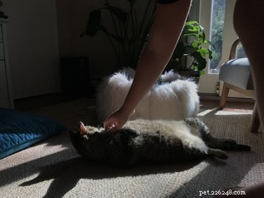 Hoe zich te ontdoen van statische hechting bij katten
