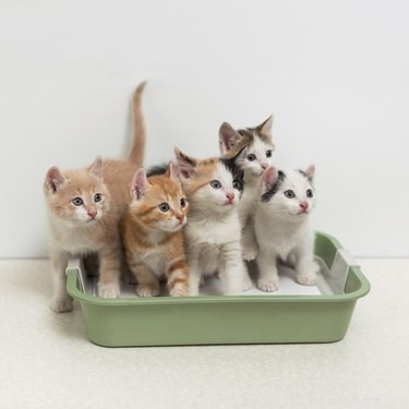 Come funziona la lettiera per gattini?