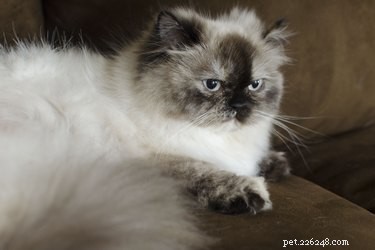 Wat zijn de oorzaken van gematteerd kattenhaar?