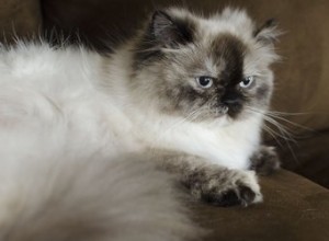 O que causa o pelo de gato emaranhado?