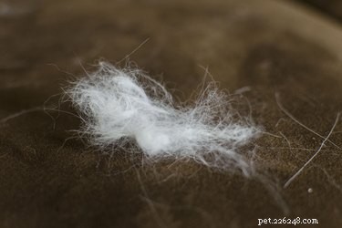 O que causa o pelo de gato emaranhado?