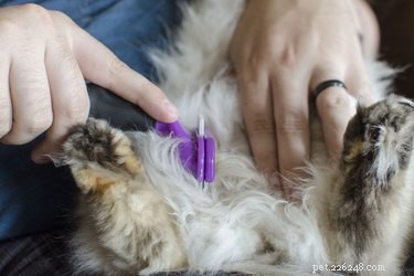 Wat zijn de oorzaken van gematteerd kattenhaar?
