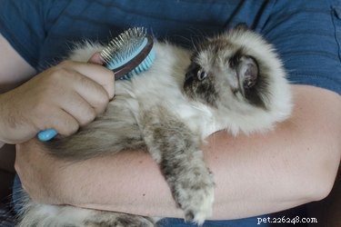 つや消しの猫の毛の原因は何ですか？ 