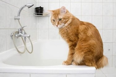 Een kat een bad geven