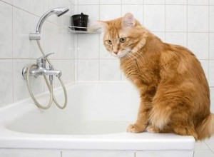 Como dar banho em um gato