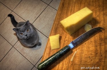 Kan katter äta ost?